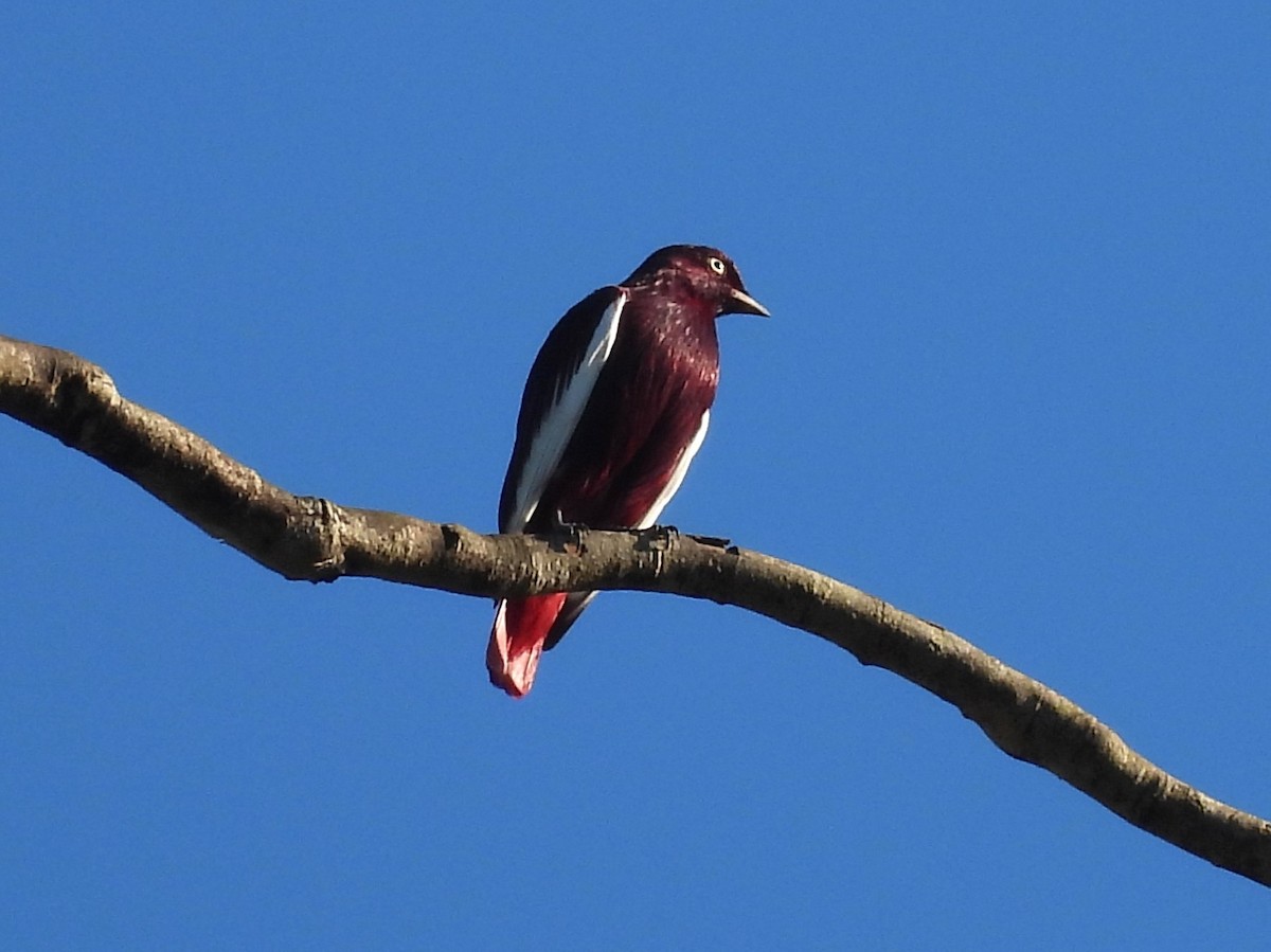Pompadour Cotinga - ML642180467