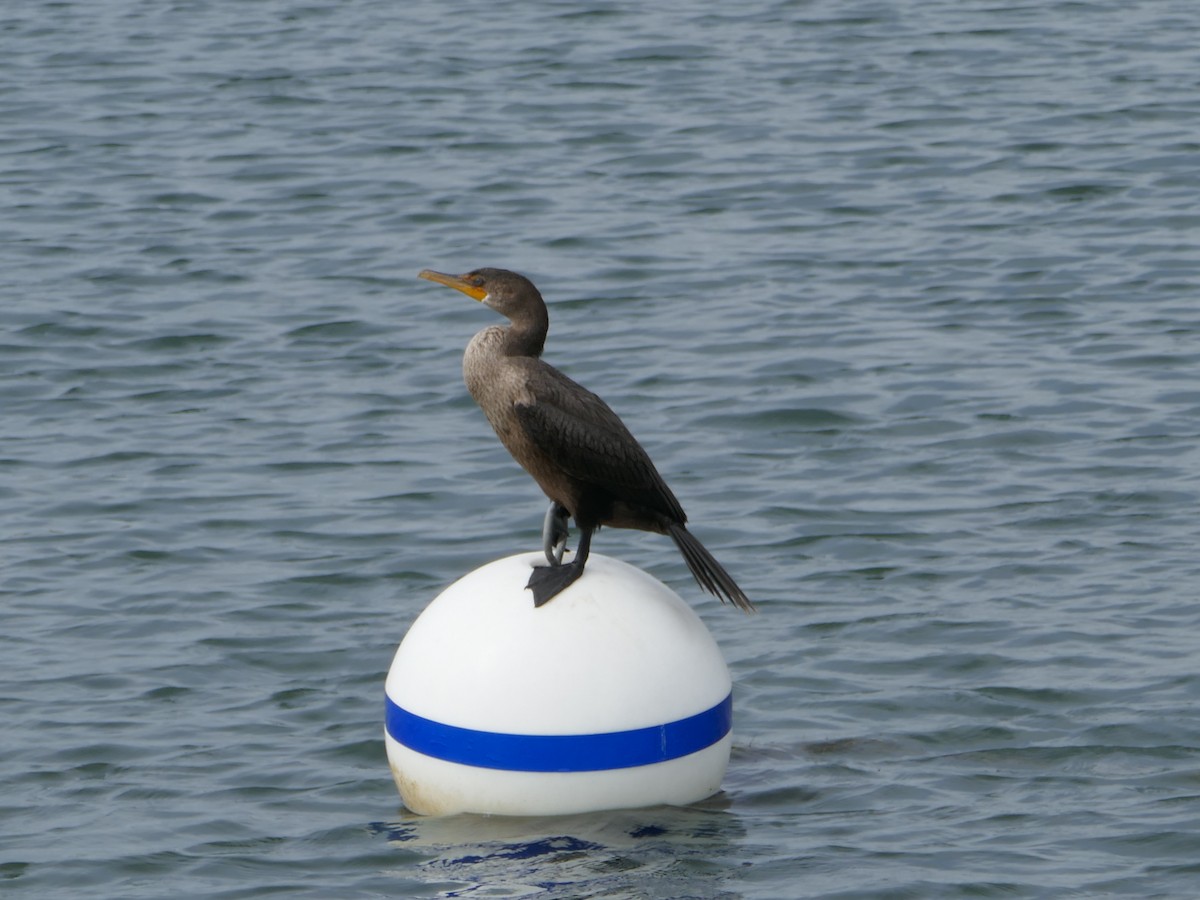 Double-crested Cormorant - ML642180472