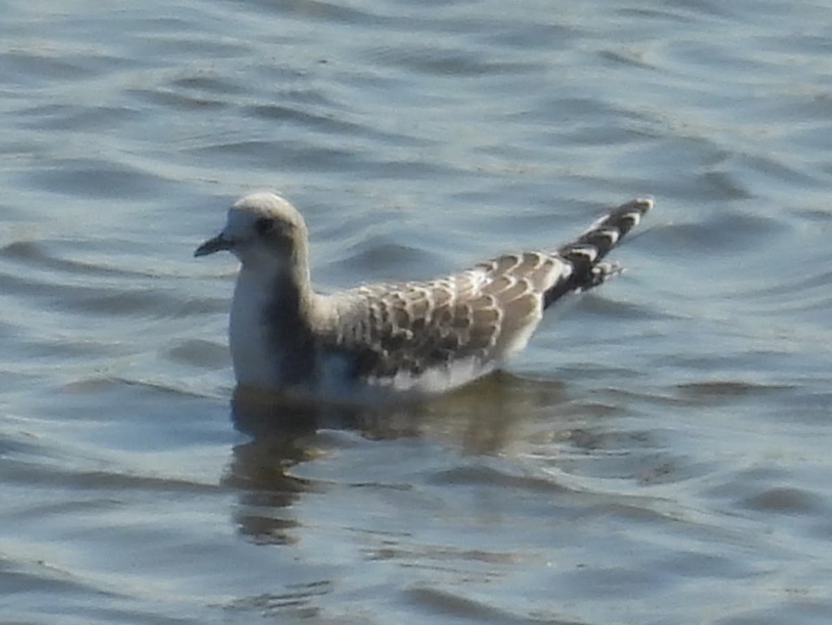 Sabine's Gull - ML642180514