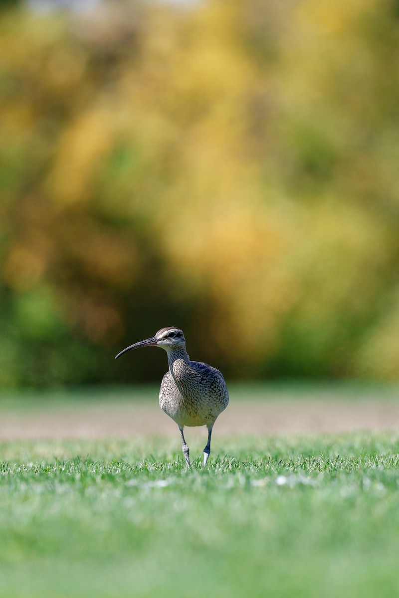 Hudsonian Whimbrel - ML642180540