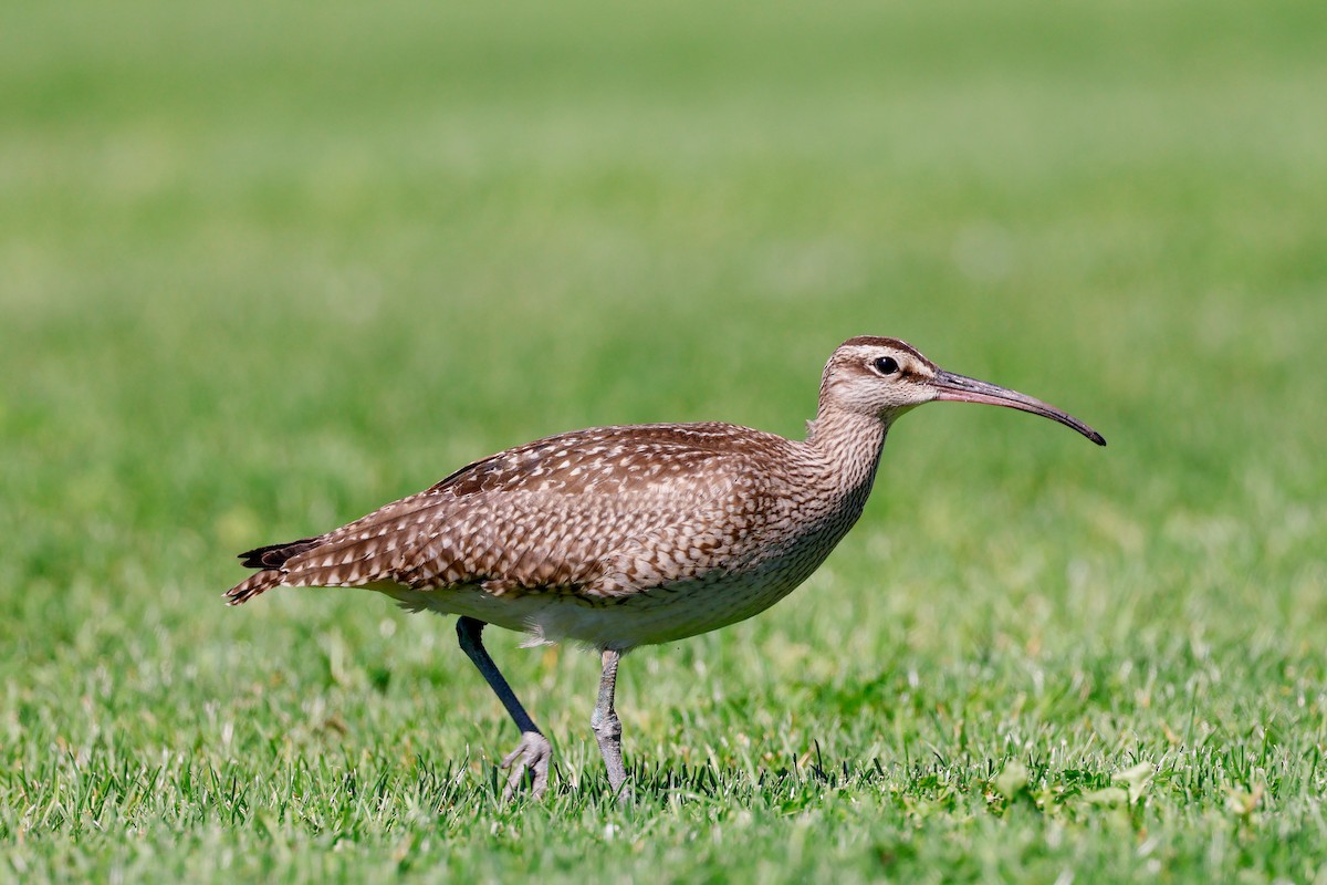 Hudsonian Whimbrel - ML642180541