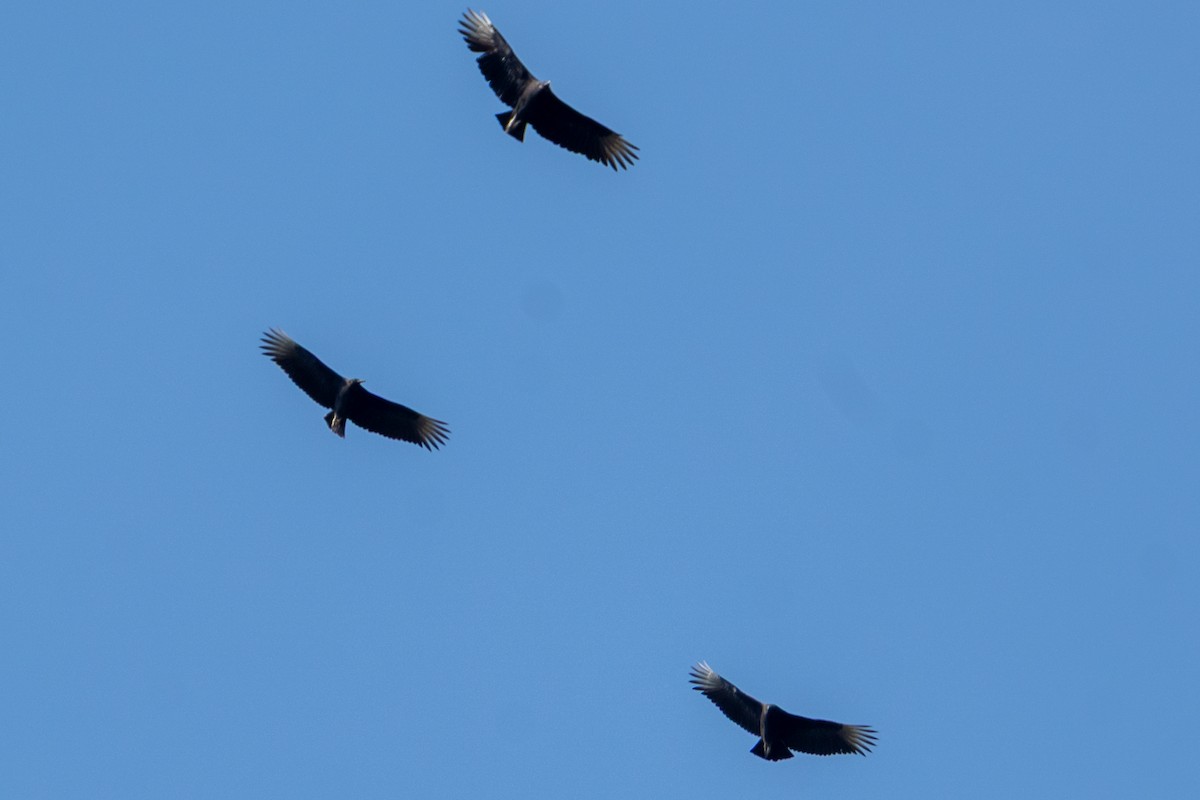 Black Vulture - ML642180542