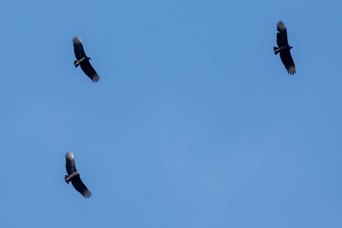 Black Vulture - ML642180543