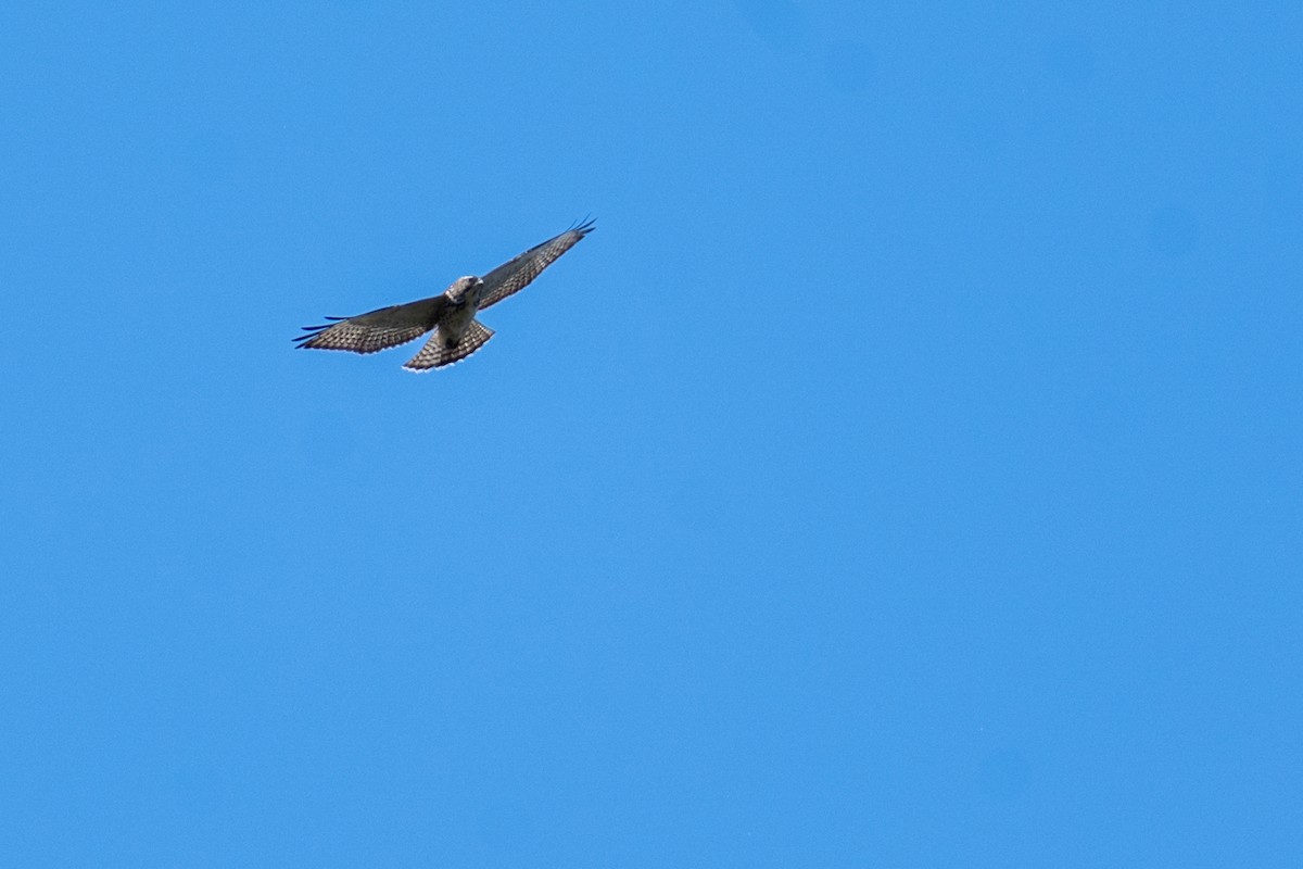 Broad-winged Hawk - ML642180556