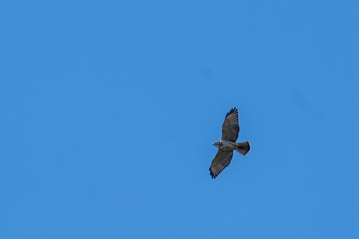 Broad-winged Hawk - ML642180557