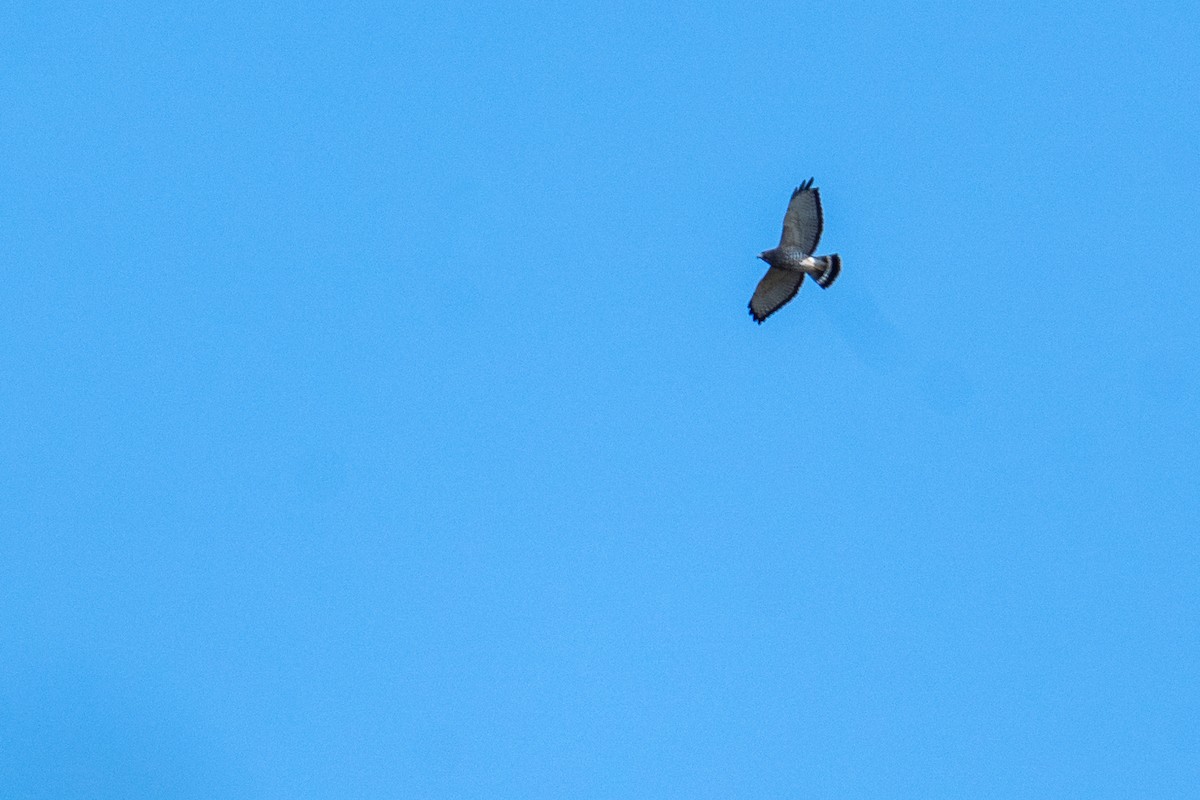 Broad-winged Hawk - ML642180558