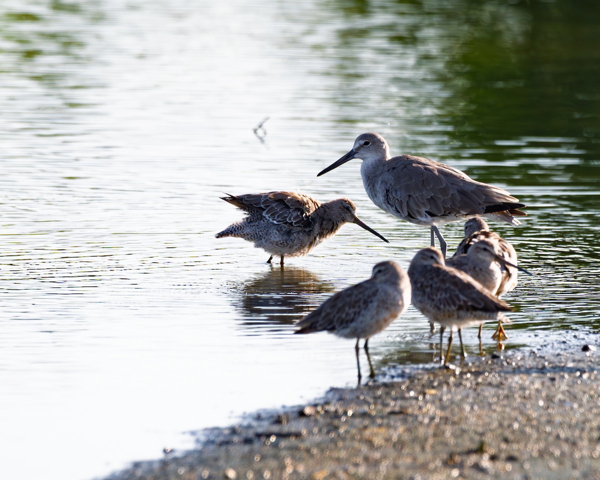 Willet - ML642180559
