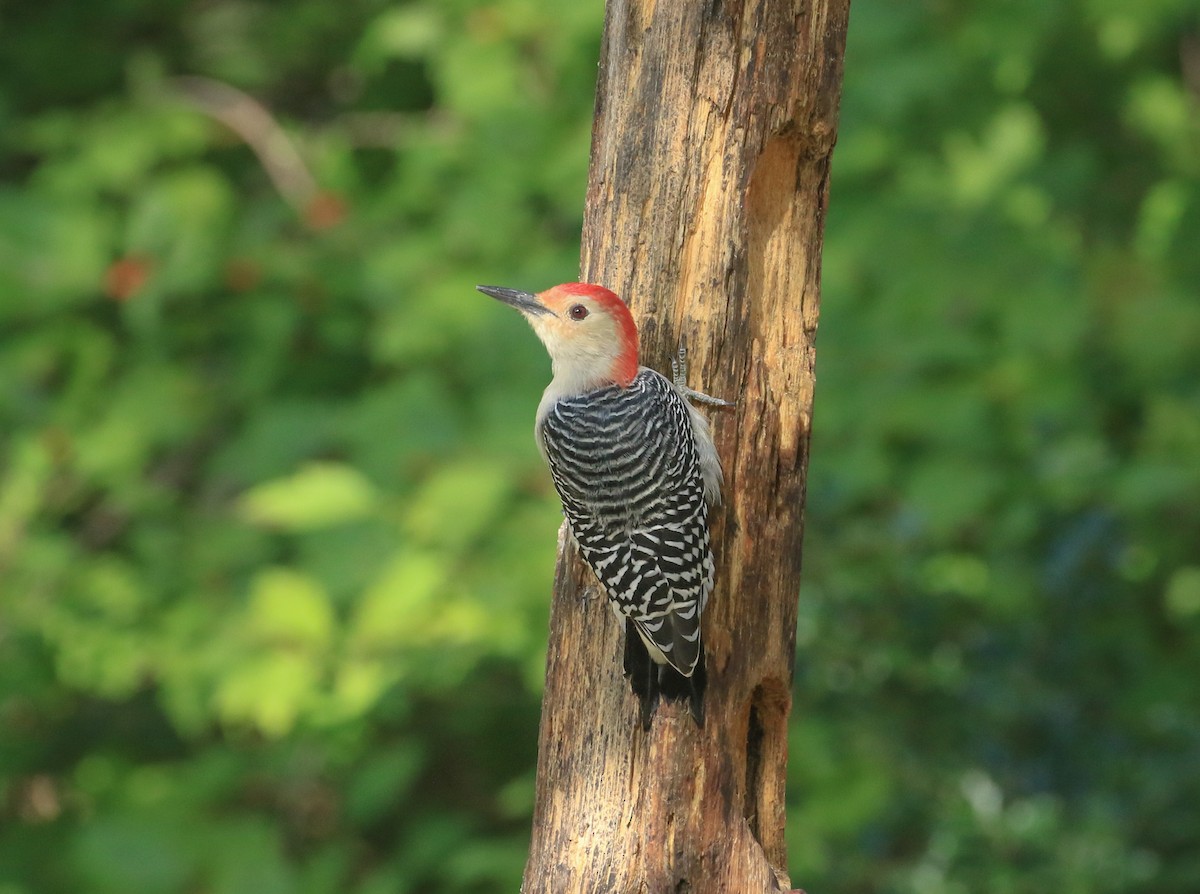 Red-bellied Woodpecker - ML642180562