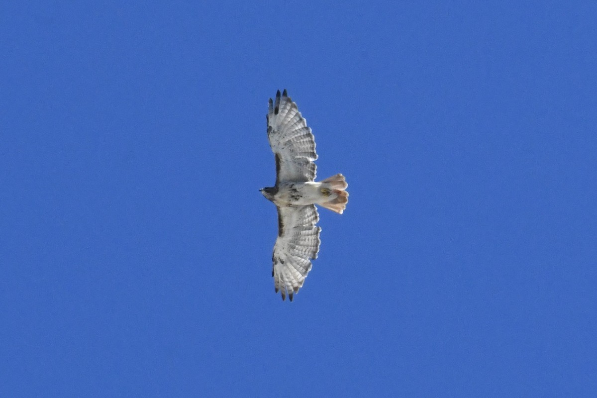 Red-tailed Hawk (borealis) - ML642180563
