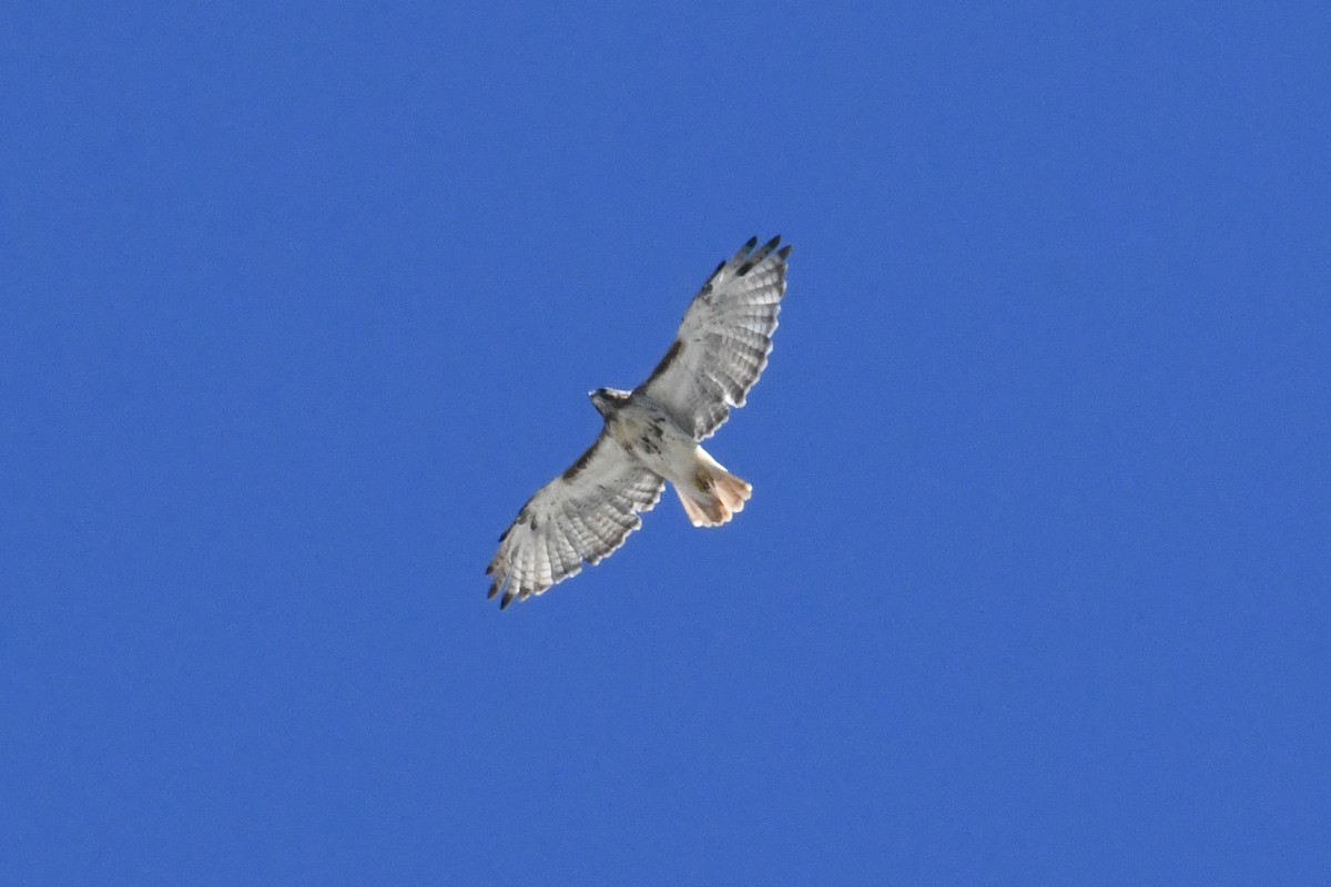 Red-tailed Hawk (borealis) - ML642180564