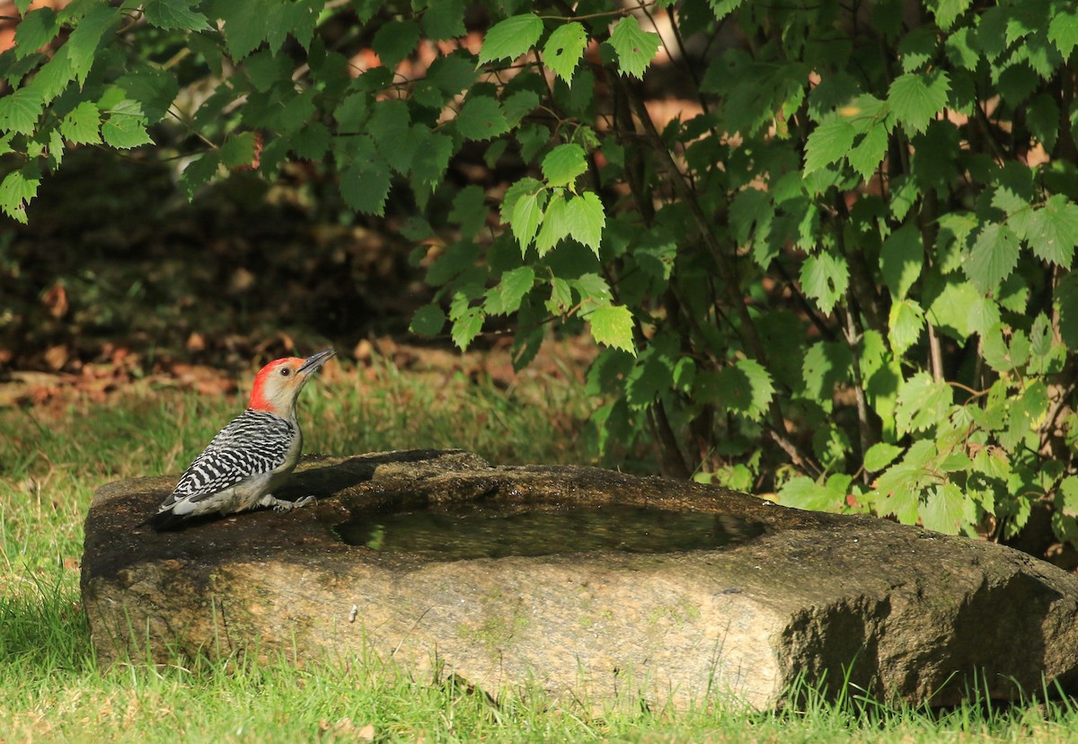 Red-bellied Woodpecker - ML642180566