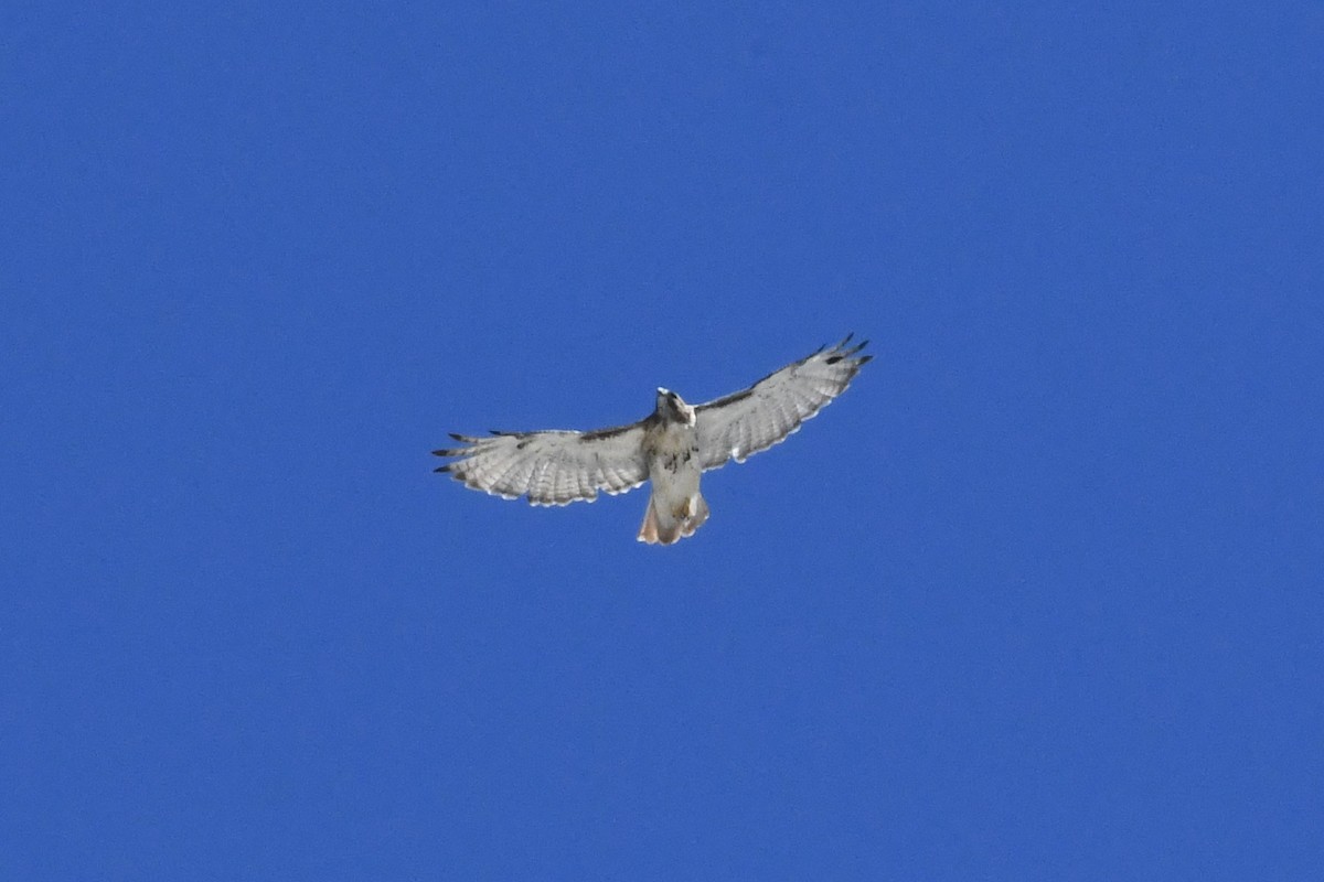 Red-tailed Hawk (borealis) - ML642180572