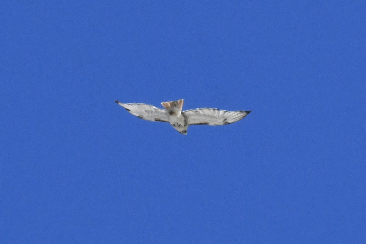 Red-tailed Hawk (borealis) - ML642180573