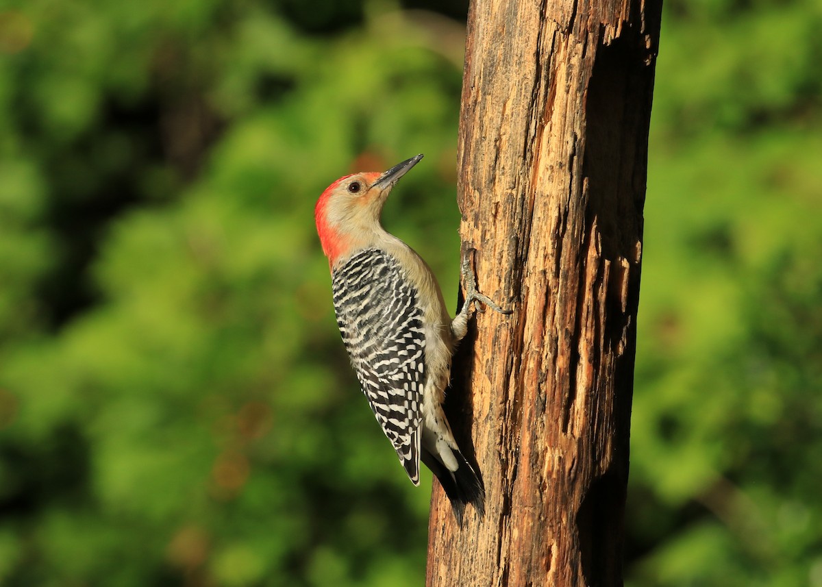Red-bellied Woodpecker - ML642180576