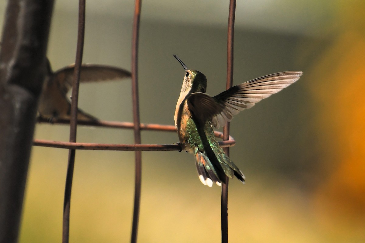 Broad-tailed Hummingbird - ML642180578