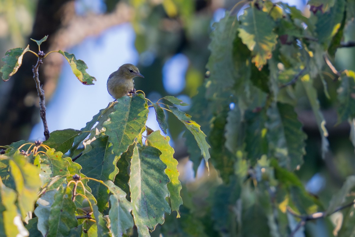 Bay-breasted Warbler - ML642180579