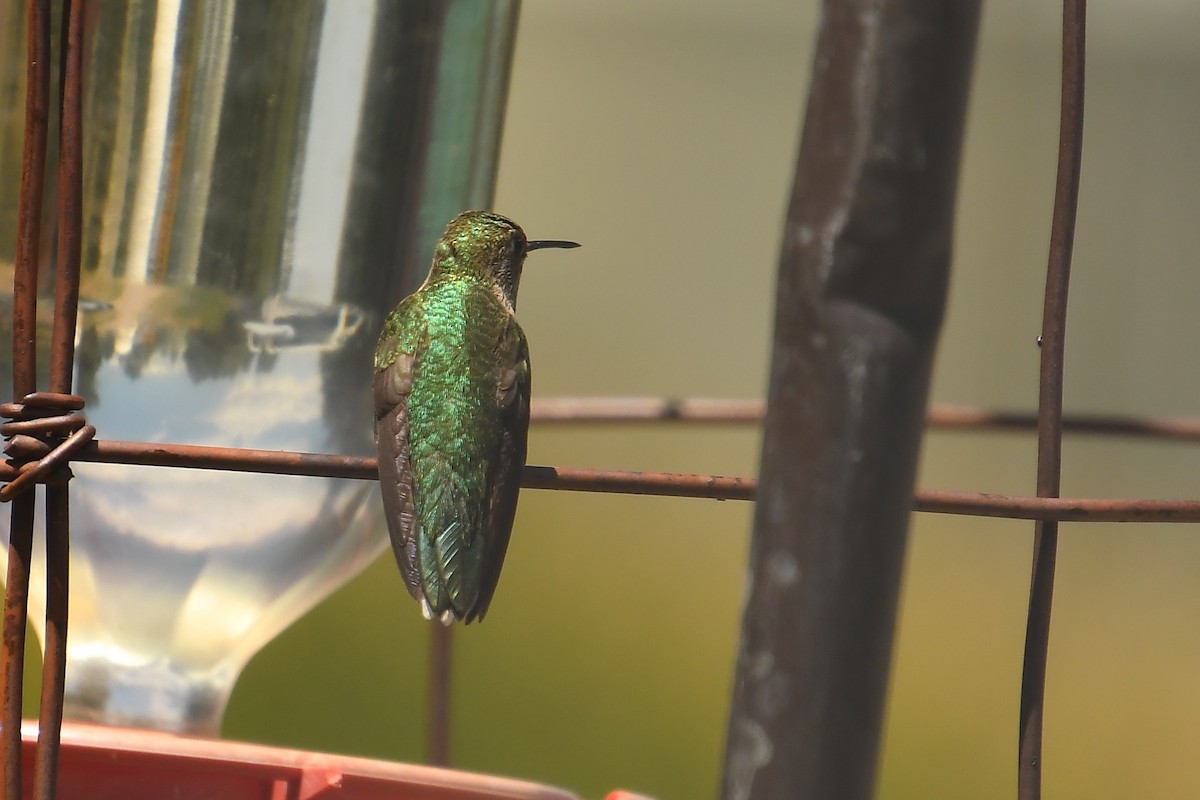 Broad-tailed Hummingbird - ML642180580