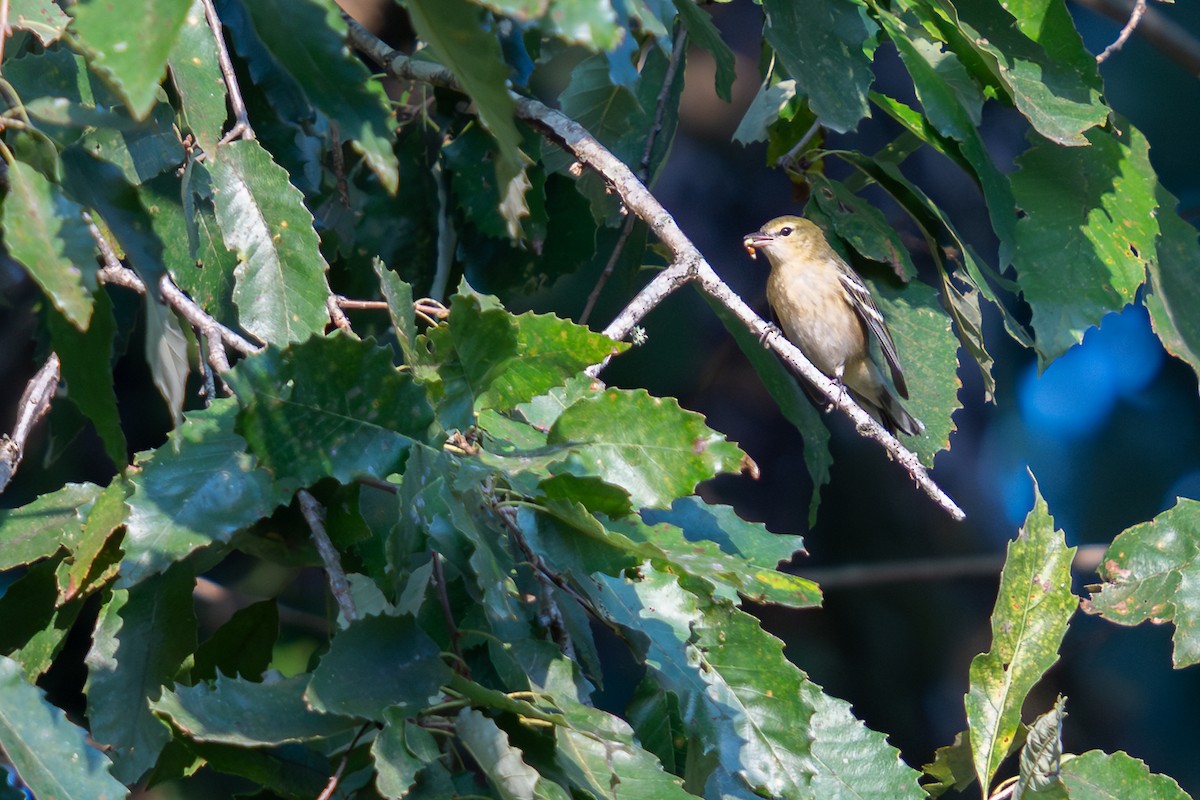 Bay-breasted Warbler - ML642180581