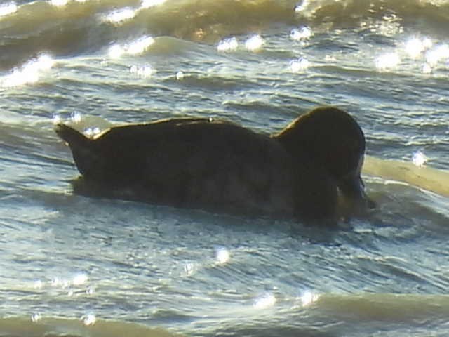 Greater Scaup - ML642180582