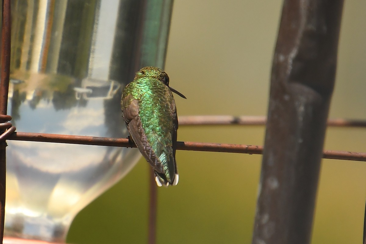 Broad-tailed Hummingbird - ML642180584