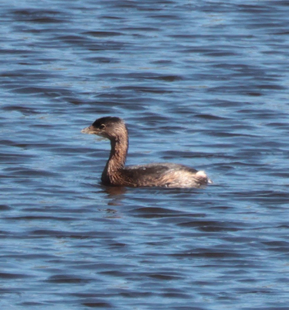Pied-billed Grebe - ML642180585