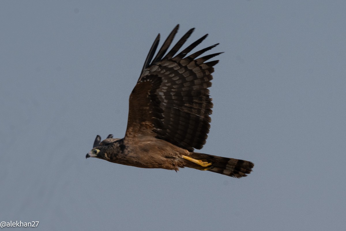 African Harrier-Hawk - ML642180589