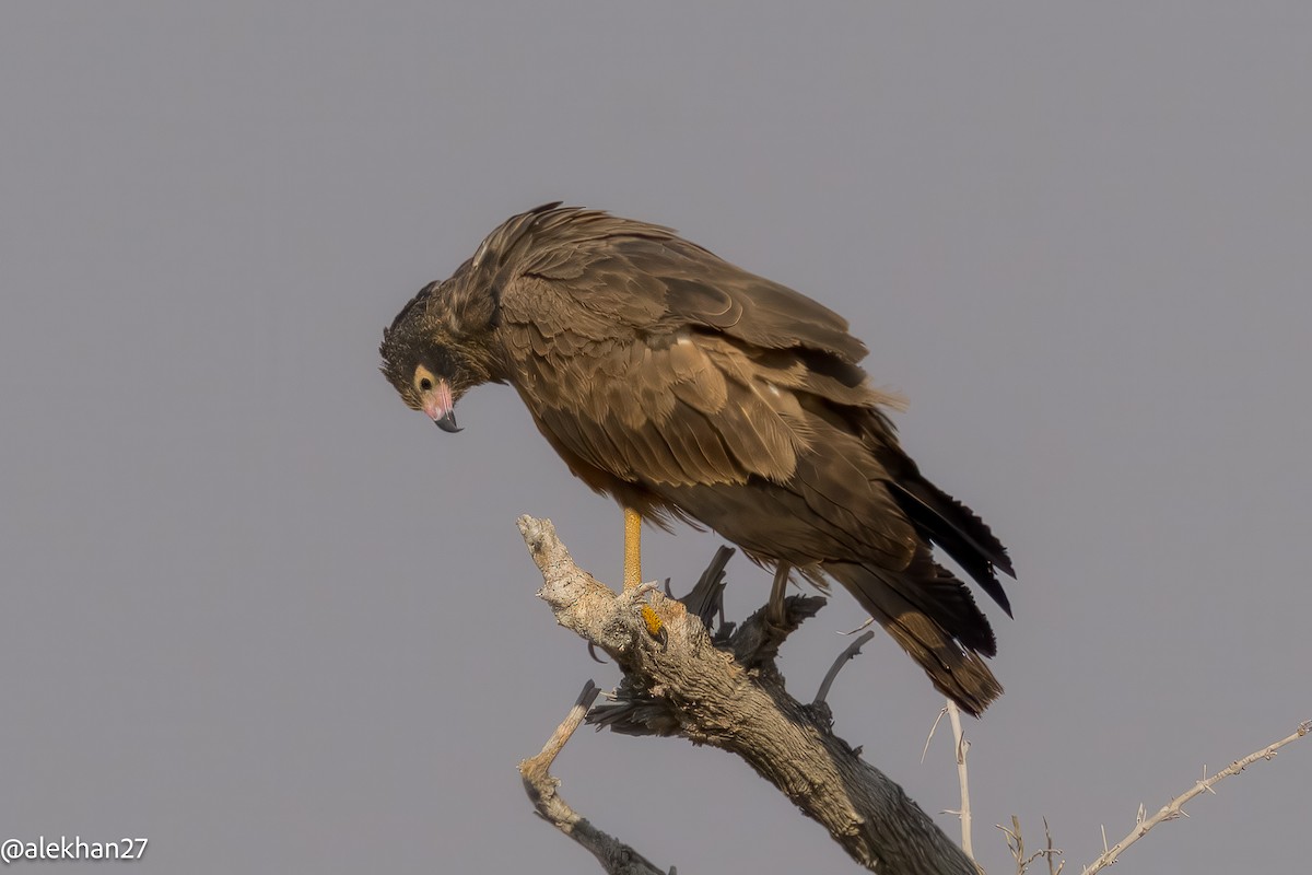 African Harrier-Hawk - ML642180590