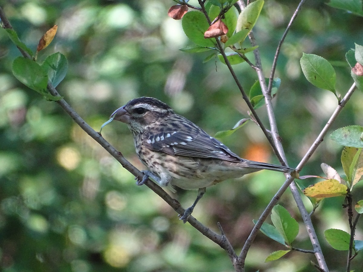 Rose-breasted Grosbeak - ML642180591