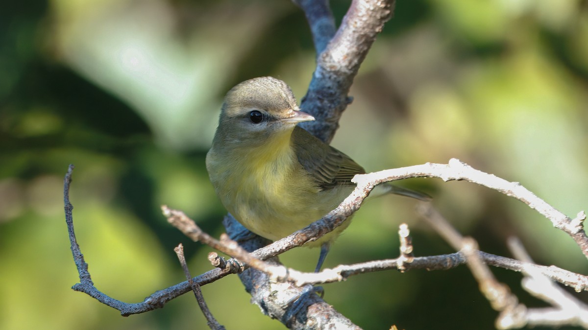 Philadelphia Vireo - ML642180592
