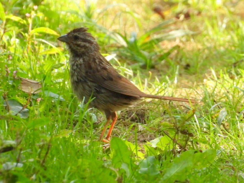 Song Sparrow - ML642180594