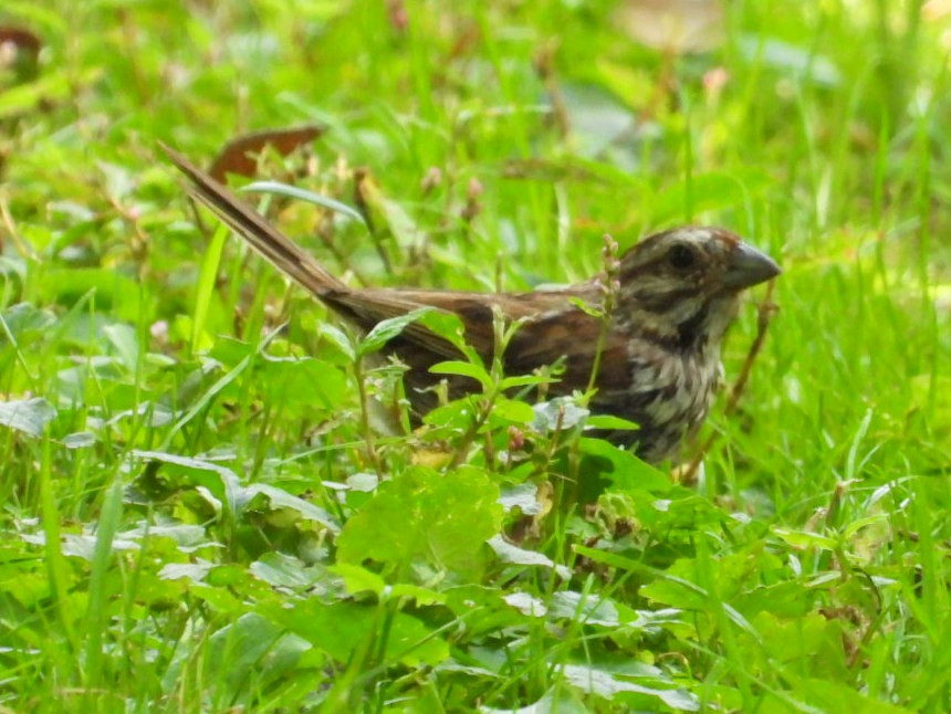 Song Sparrow - ML642180595