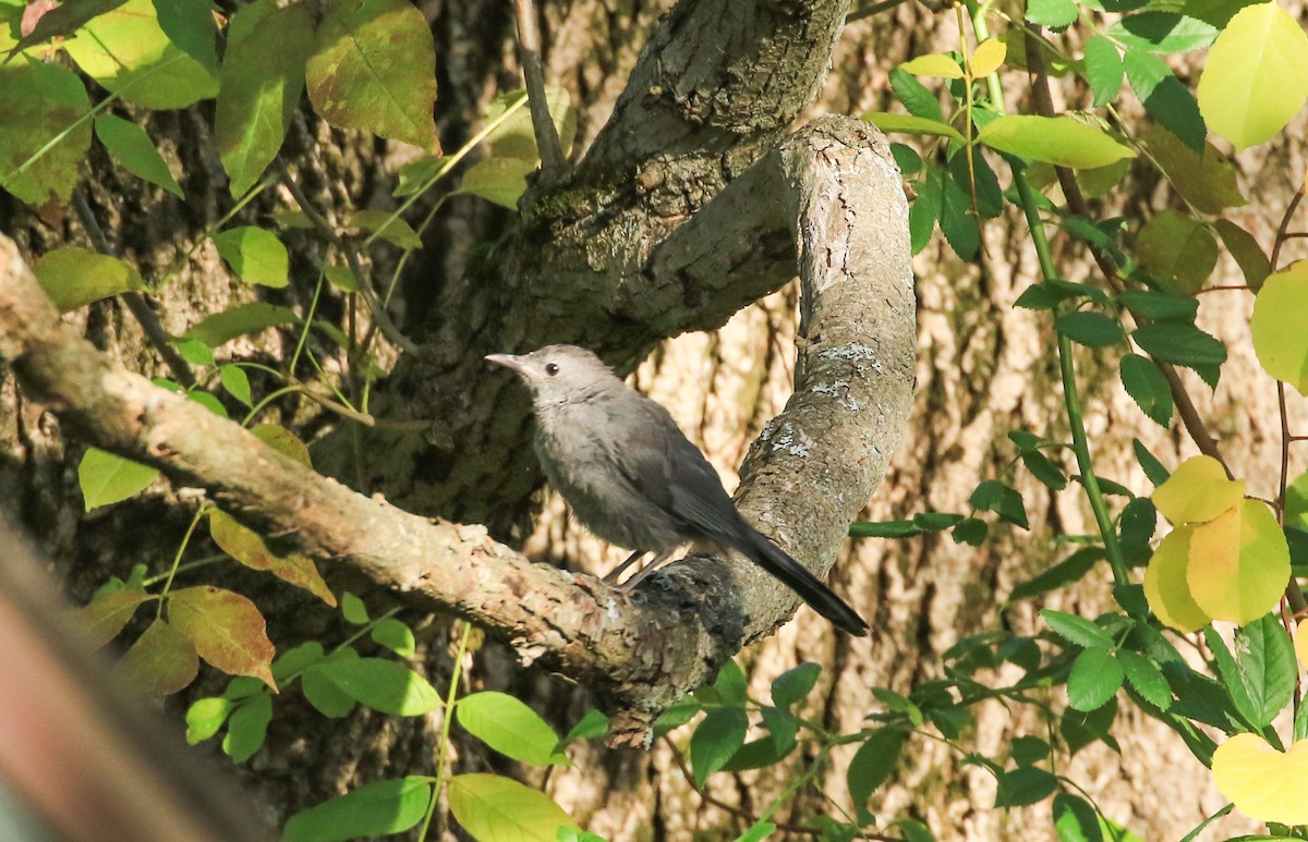 Gray Catbird - ML642180597