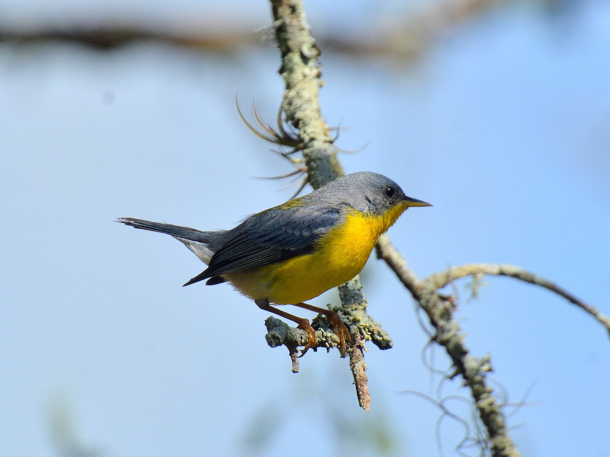 Tropical Parula - ML642180598