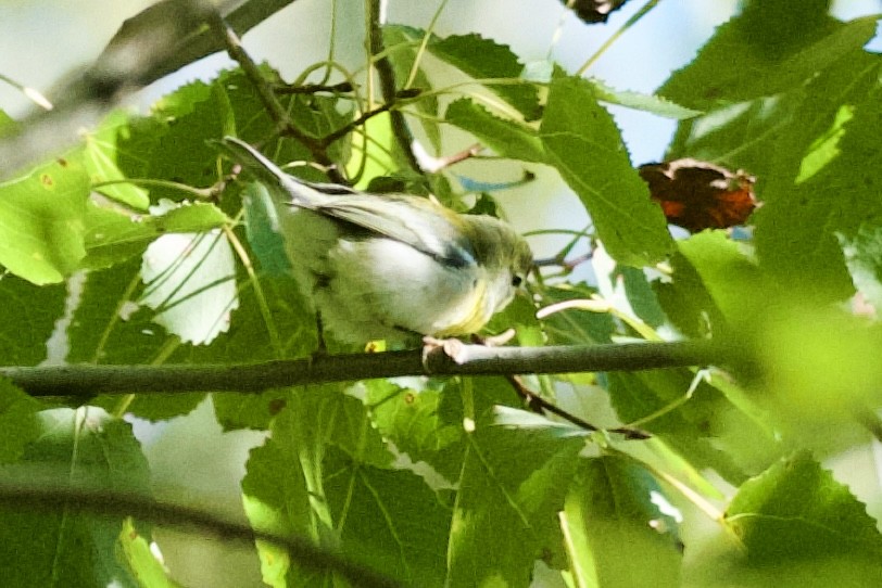 Northern Parula - ML642180601