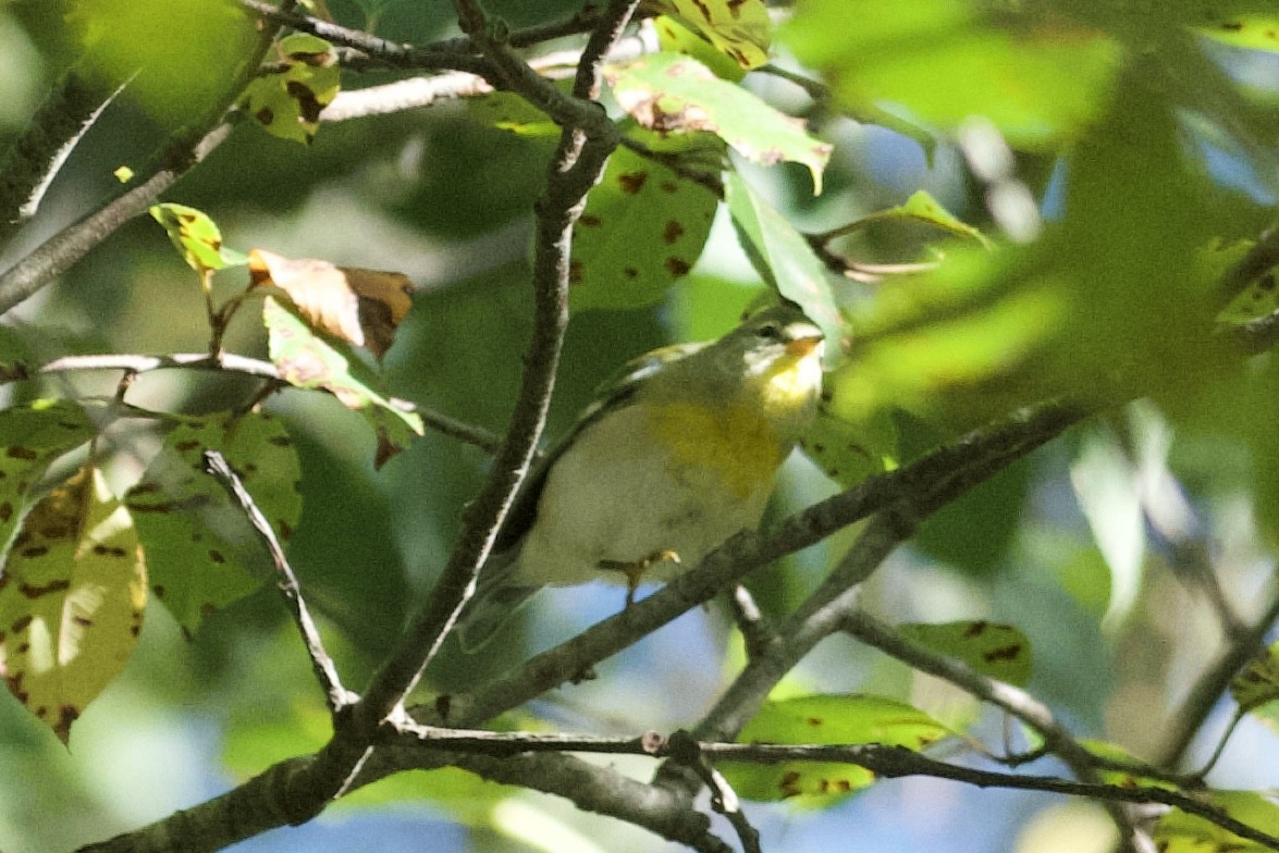 Northern Parula - ML642180602