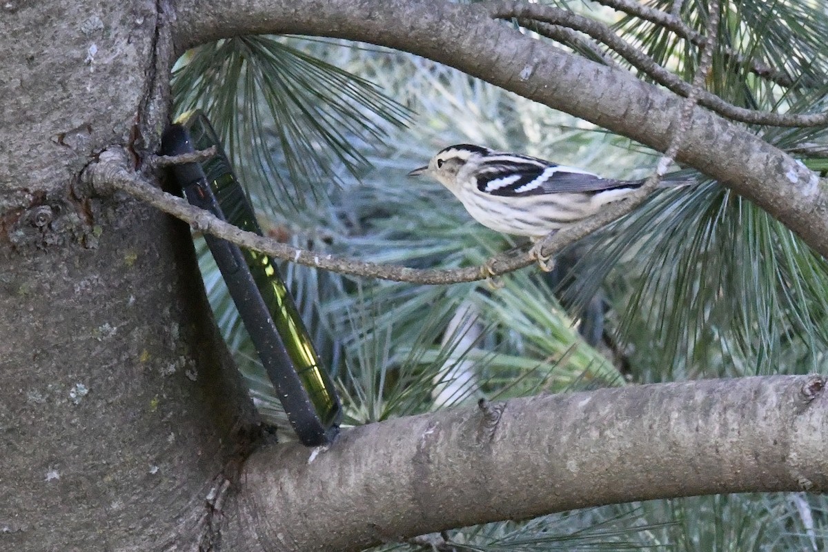 Black-and-white Warbler - ML642180603