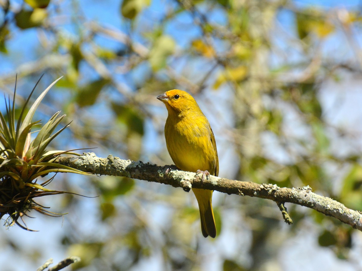 Saffron Finch - ML642180604
