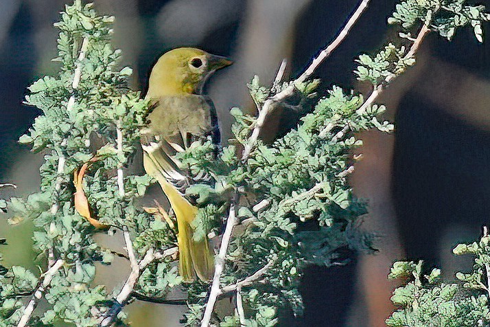 Western Tanager - ML642180606