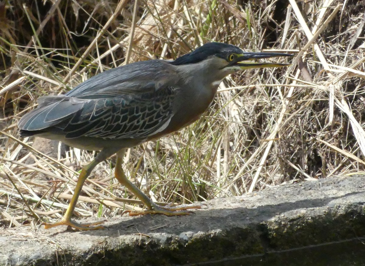 Striated Heron - ML642180607