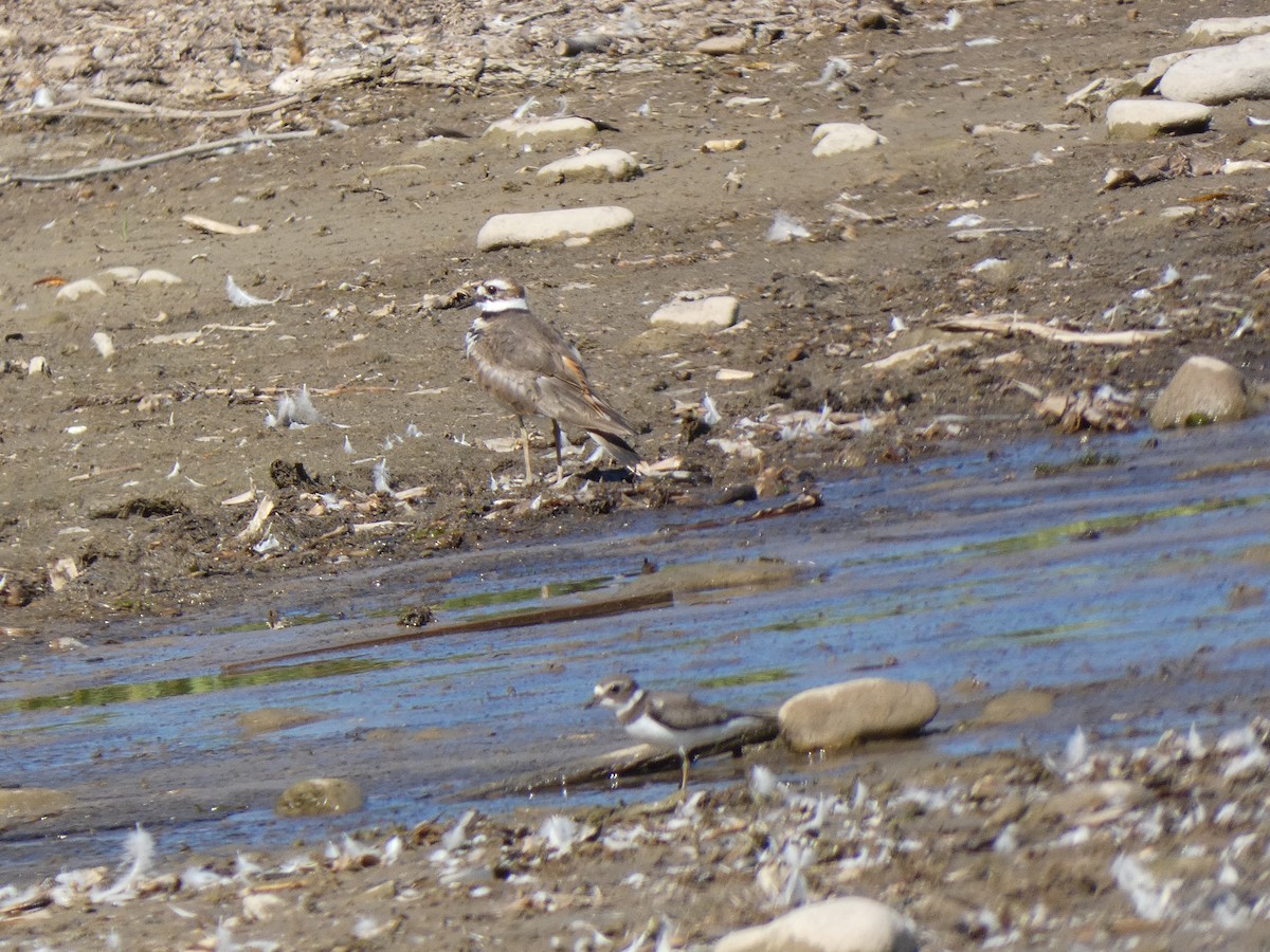 Killdeer - ML642180610