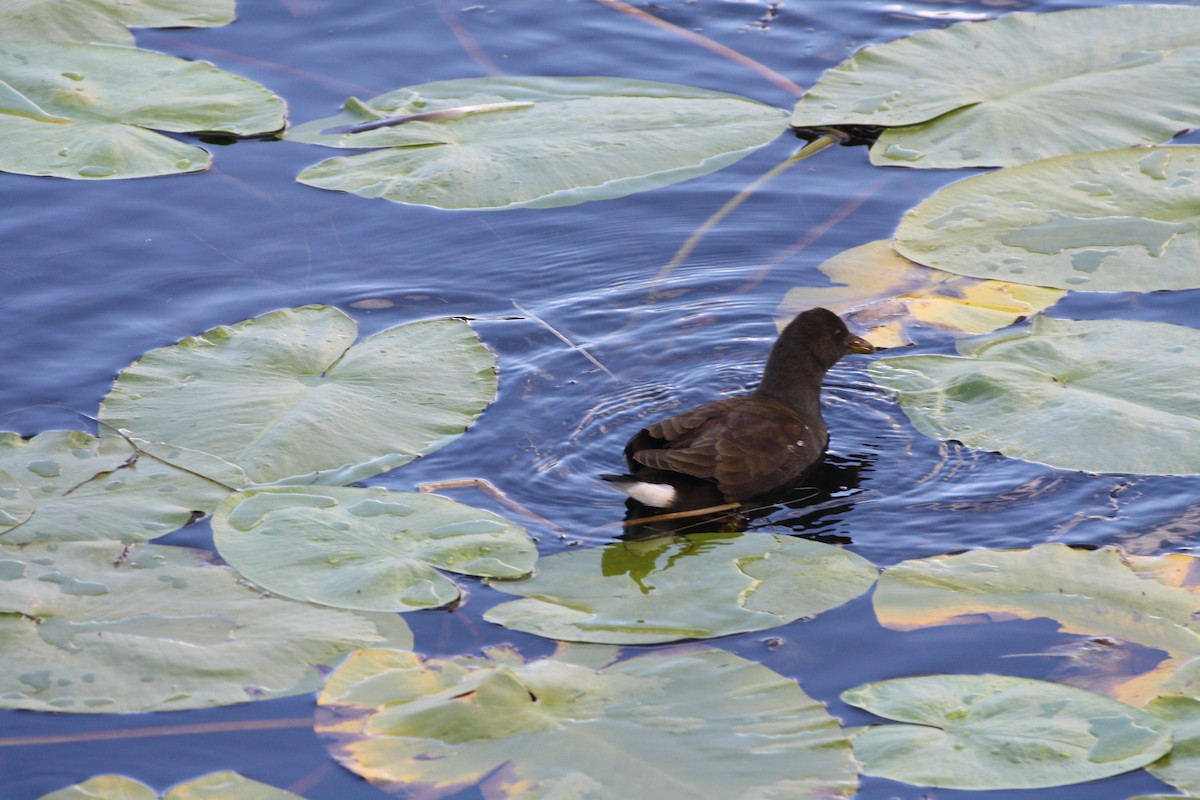 Gallinule poule-d'eau - ML642180612