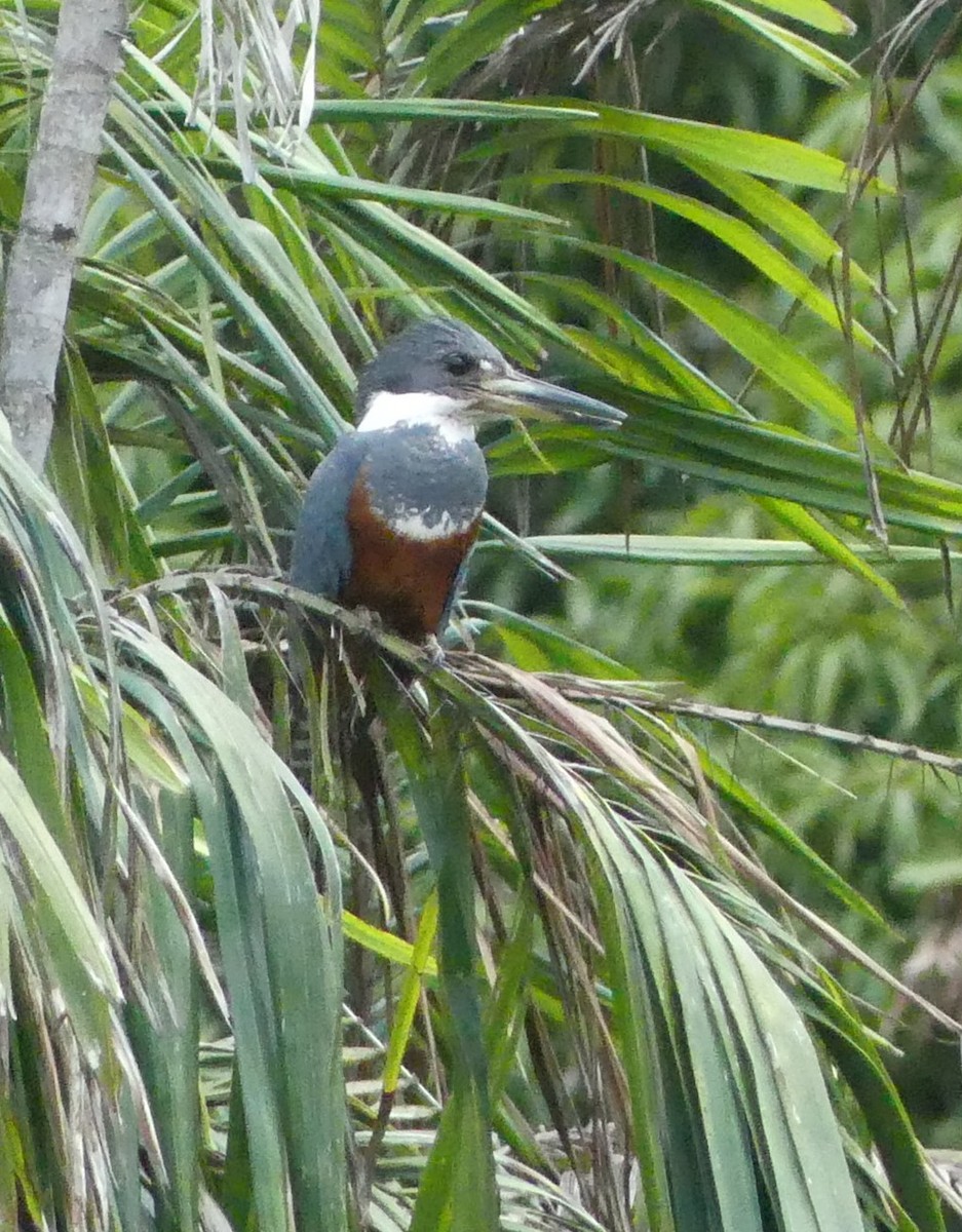 Ringed Kingfisher - ML642180615