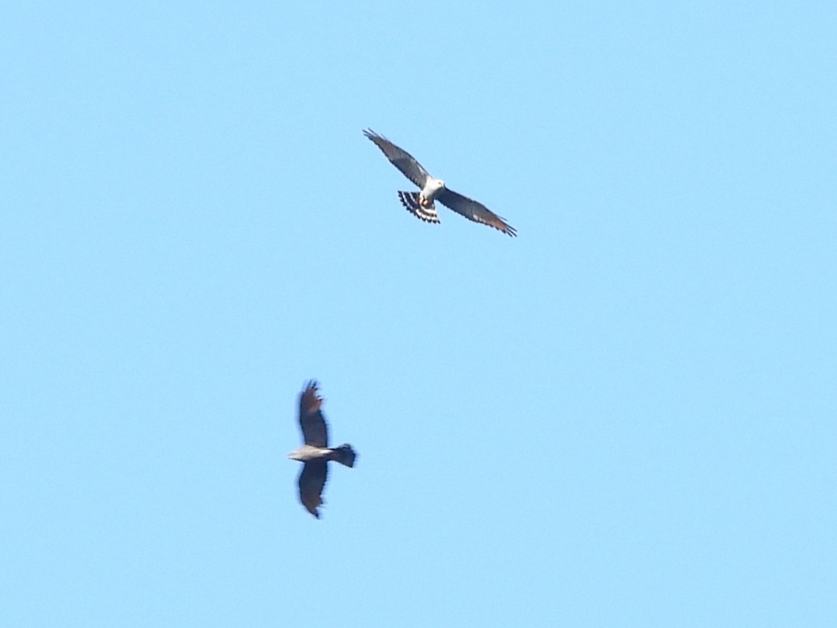 Plumbeous Kite - ML642180623