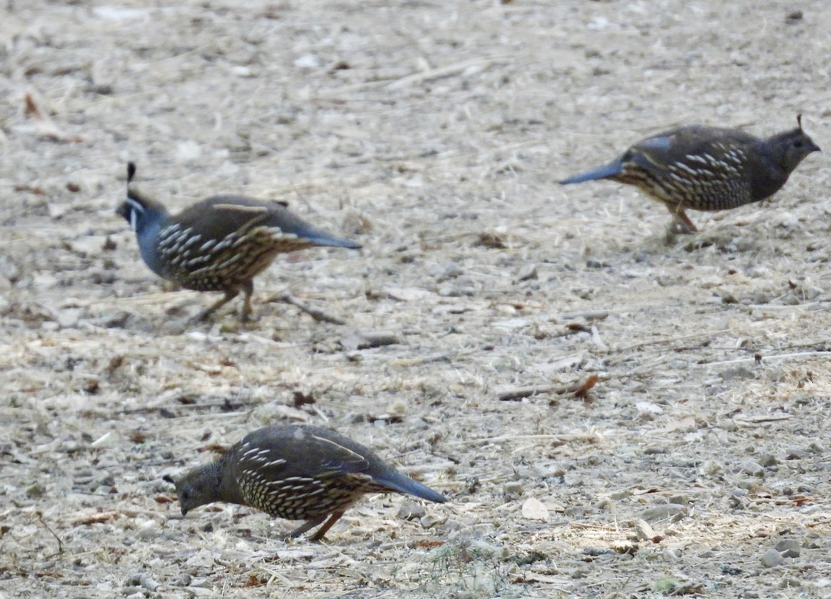California Quail - ML642180643
