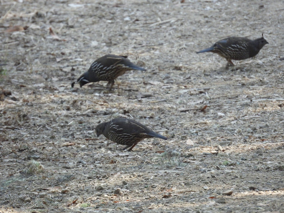 California Quail - ML642180644