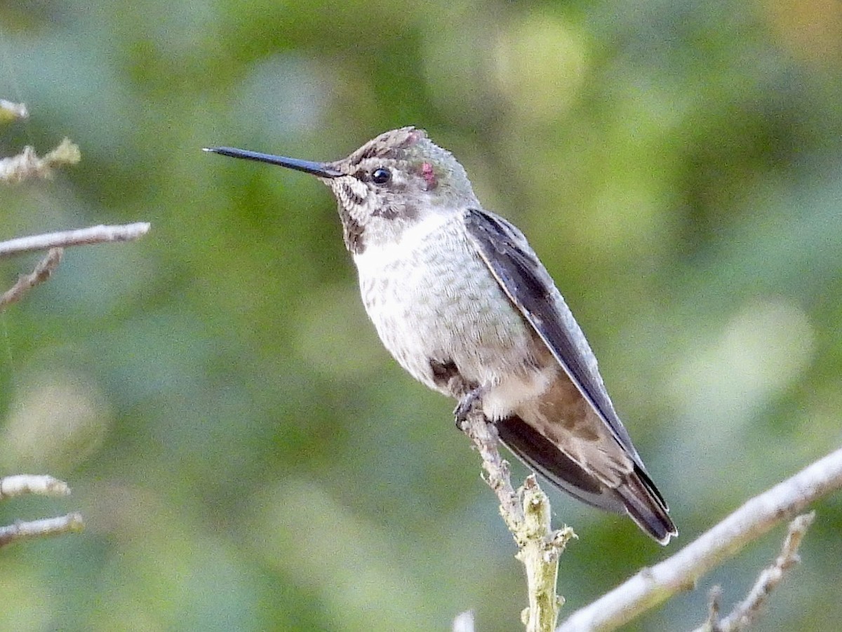 Anna's Hummingbird - ML642180649