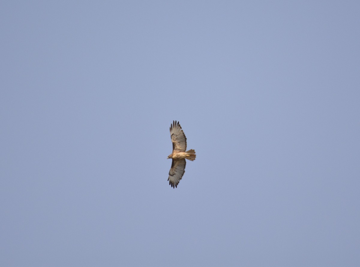 Red-tailed Hawk - ML642180669