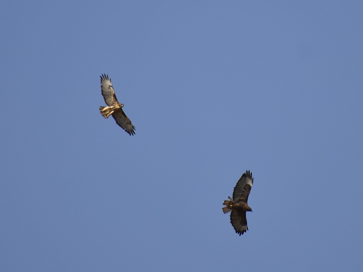 Red-tailed Hawk - ML642180672