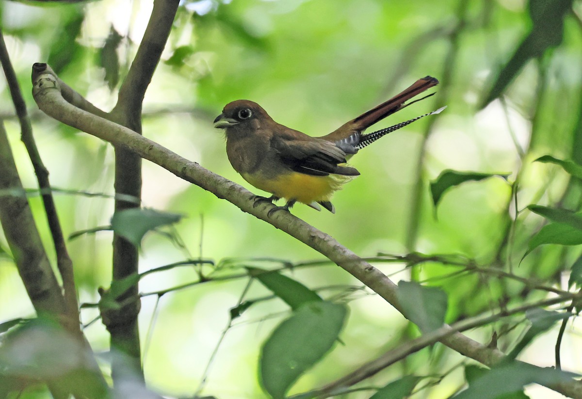 Northern Black-throated Trogon - ML642180674