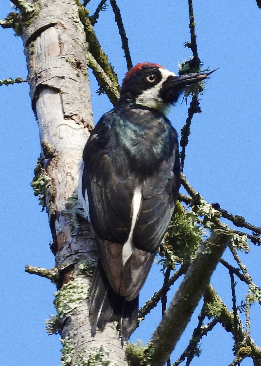 Acorn Woodpecker - ML642180676